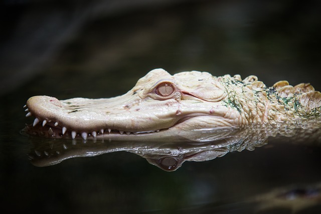 hlava aligátora