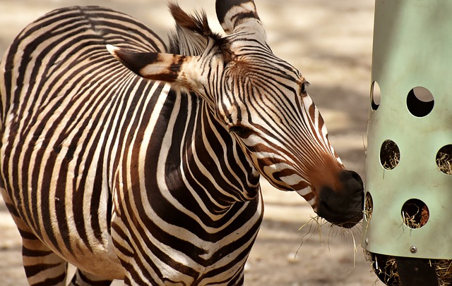 zebra - krmení
